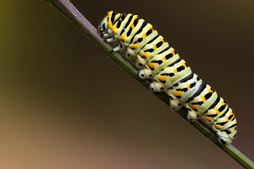 papilio machaon caterpillar perched on a twig for the chrysalis phase, with degraded background. horizontal and copy space.