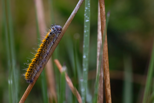 black and yellow hairy caterpillar crawling on a grass with striped grass background. insects in nature. Copy Sapce