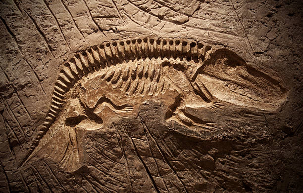 modelo fósseis de dinossauro - fossil imagens e fotografias de stock