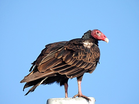 Turkey Vulture - profile