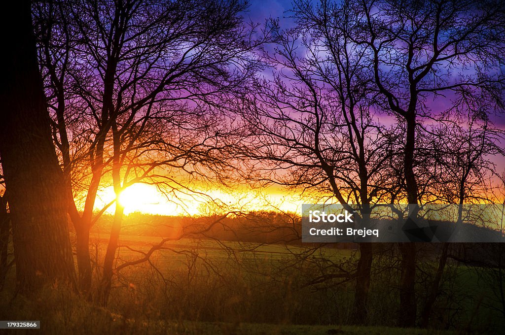 Albero durante il tramonto silhouette - Foto stock royalty-free di Albero