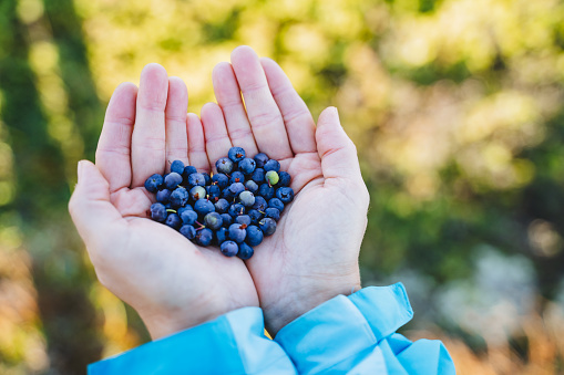 Blueberries in the hands of a girl, the shape of a heart from blueberries, women's hands are filled with forest berries. Black fresh delicious berries. High quality photo