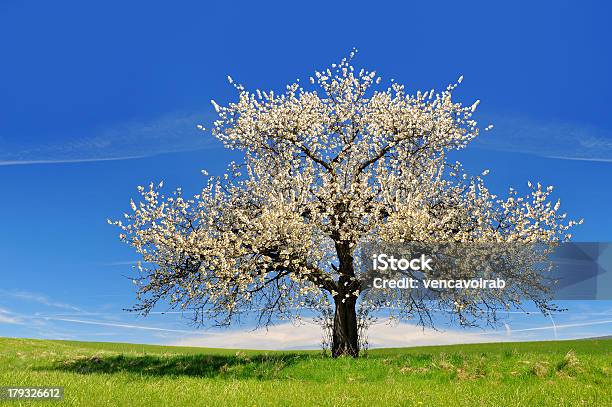 Cherry Tree Stock Photo - Download Image Now - Beauty In Nature, Bohemia - Czech Republic, Cherry