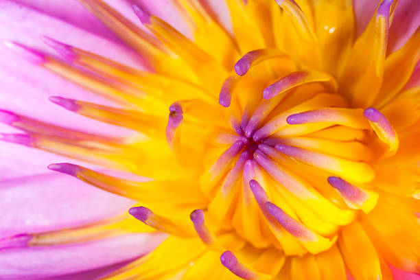 istock close up of a water lily 179326698