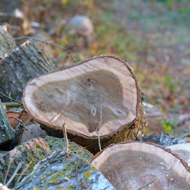 istock Stacks of firewood 1793267473