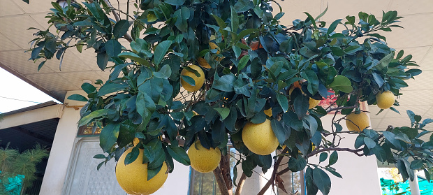 Banpeiyu is a cultivar of pomelo which produces extremely large fruits. A banpeiyu fruit became the world's heaviest pomelo when it was presented by Seiji Sonoda from Japan for the Guinness World Record at the Banpeiyu Competition in Yatsushiro, Kumamoto,