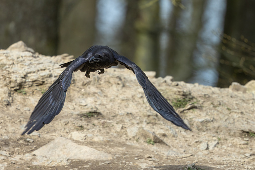 A beautiful raven Corvus corax, bird North Poland Europe