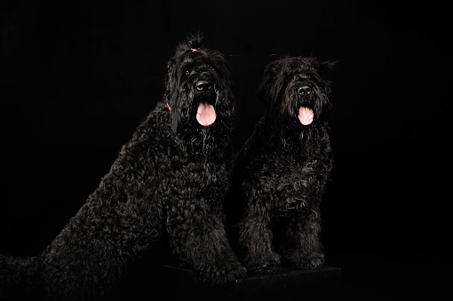 portrait of a dog on a black background