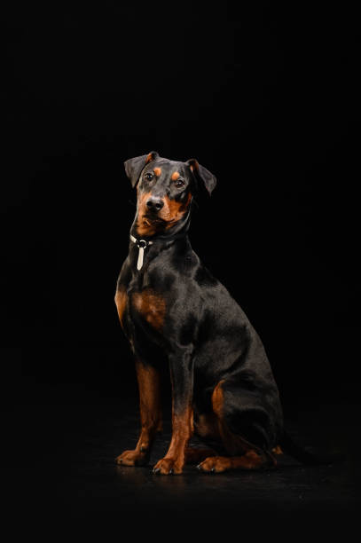 istock portrait of a dog on a black background 1793274041