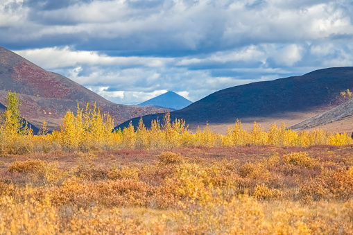 Yukon in Canada, wild landscape in autumn of the Tombstone park