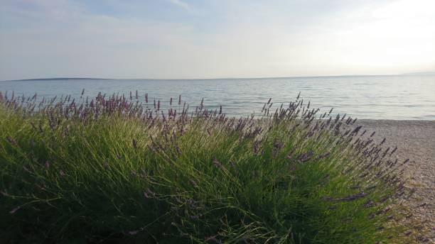 Lavender by the sea