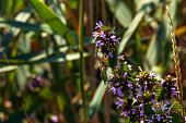 Black horehound or Ballota nigra, medicinal plant. The plant has antispasmodic, sedative and tonic properties.