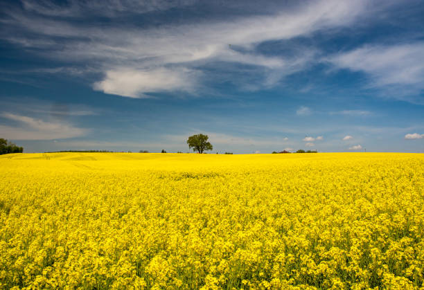istock Spring field with yellow rapeseed. Yellow rapeseed to the horizon 1793285335