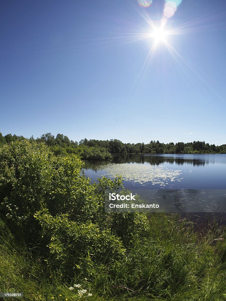 Lac en été - Photo de Arbre libre de droits