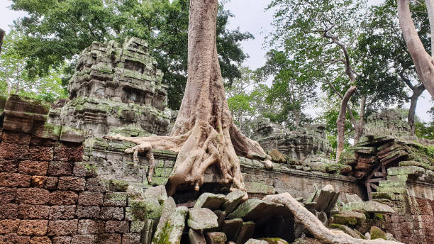 ta phrom tree temple of tomb raider fama - bayon phrom foto e immagini stock