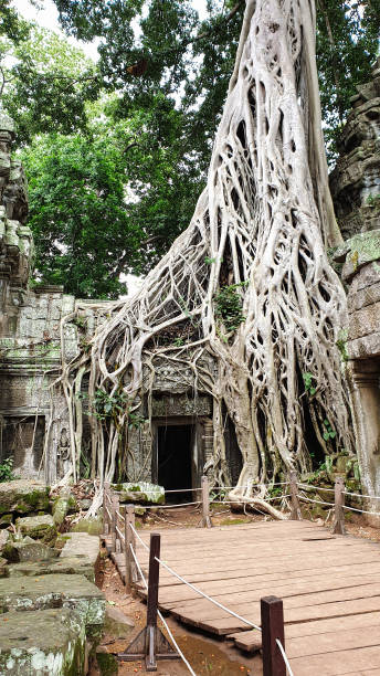 ta phrom tree temple of tomb raider fama - bayon phrom foto e immagini stock