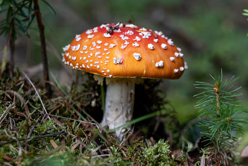 Red toadstool - a poisonous mushroom growing in forests. Amanita muscaria