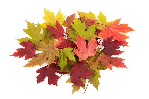 Pile of colorful maple leaves isolated on white background