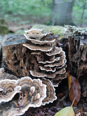 Wroniak variegated - a parasitic fungus. The mushroom is not edible.