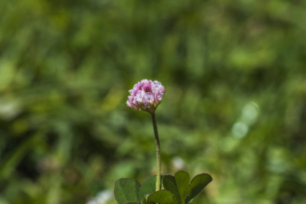 Macro images of flowers from the summer season forest, in the mountains of central Mexico.