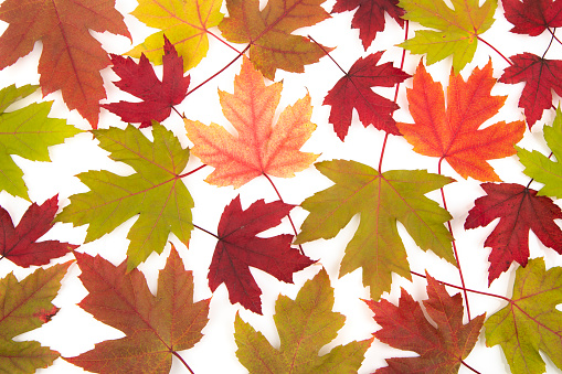 Maple leaves isolated on white background