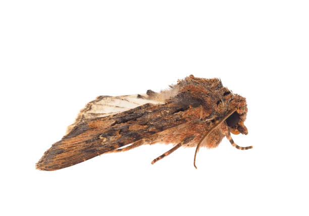 istock Beautiful arches moth isolated on white background, Mniotype satura 1793298672