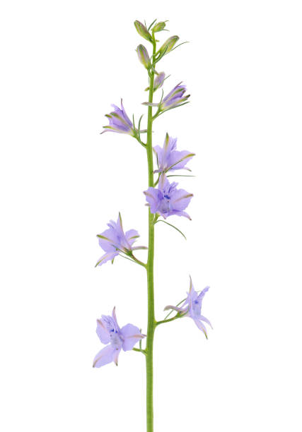 istock Oriental knight’s spur isolated on white background, Consolida orientalis 1793301934
