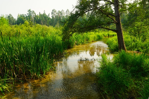 Itasca State Park Minnesote Mississippi RIver Headwaters