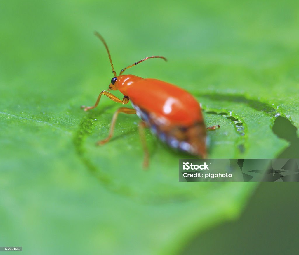 Käfer Insekten im tropischen Wälder Asien asiatische thailand - Lizenzfrei Blatt - Pflanzenbestandteile Stock-Foto