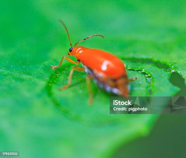 Käfer Insekten Im Tropischen Wälder Asien Asiatische Thailand Stockfoto und mehr Bilder von Blatt - Pflanzenbestandteile