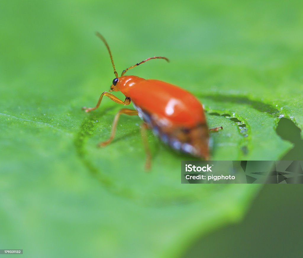 Beetles insetos em florestas tropicais asiáticos da Ásia na Tailândia - Foto de stock de Agricultura royalty-free
