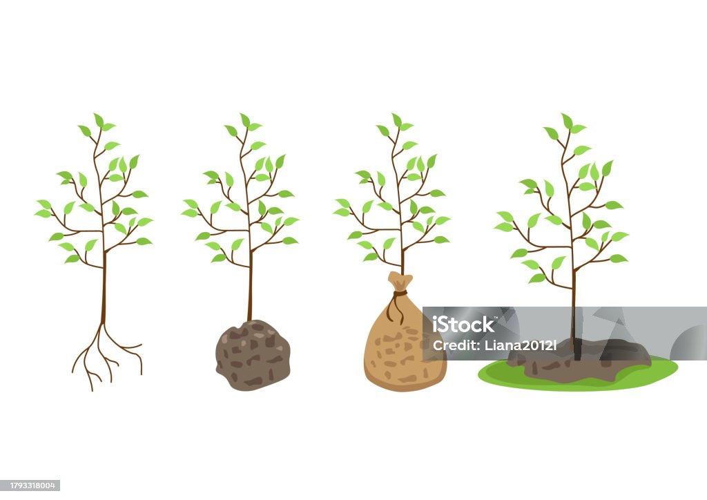 Tree Seedling Vector Tree Seedlings Stock Illustration - Download Image Now - Tree, Planting ...