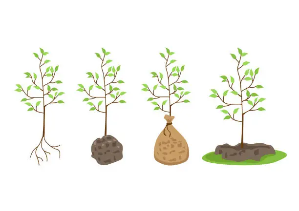 Vector illustration of tree seedlings