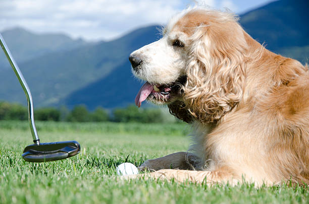 Playing golf with a dog stock photo