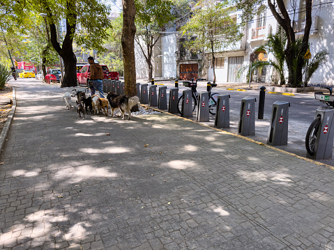 Mexico City, Mexico. November 3rd, 2023. Man walking dogs in Mexico City’s Parque España, in front of a bike sharing station, at La Condesa neighborhood