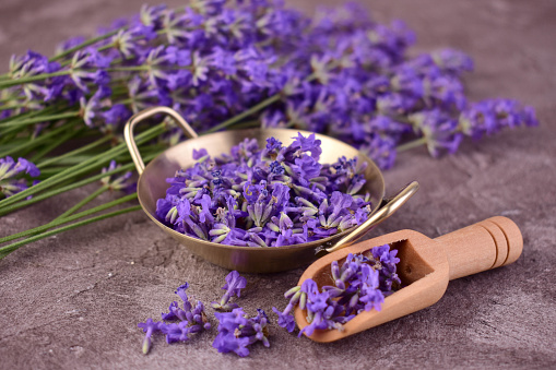 The season of harvesting lavender flowers. Medicinal plants.