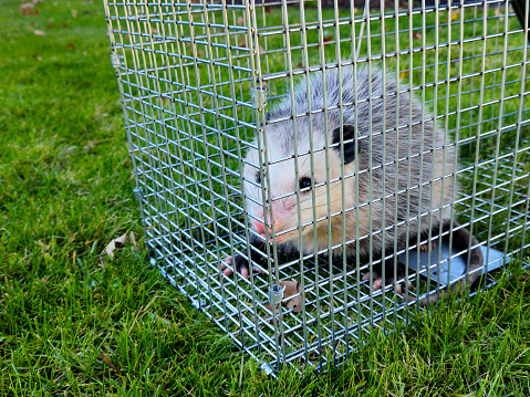 Close-up of an opossum in a live trap on green grass