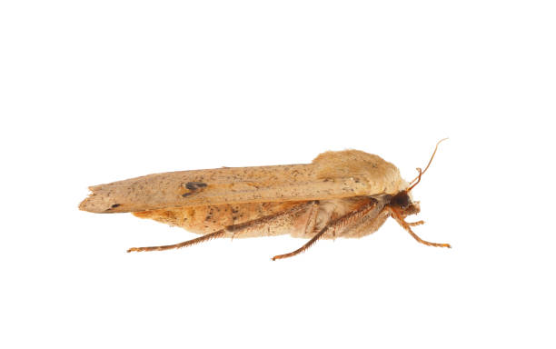 istock Large yellow underwing moth isolated on white background, Noctua pronuba 1793330090