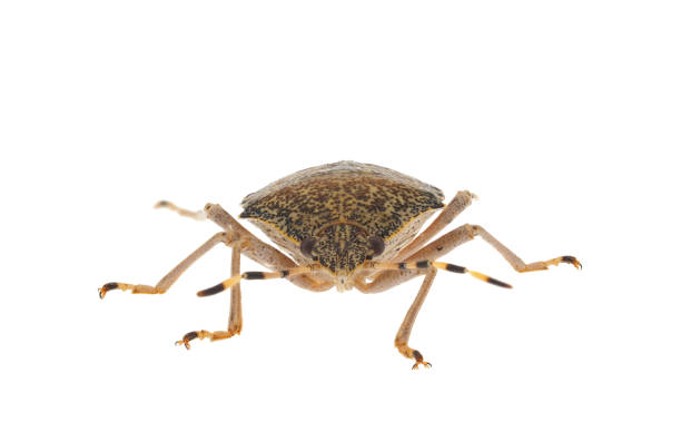 istock Mottled shieldbug isolated on white background, Rhaphigaster nebulosa 1793330280