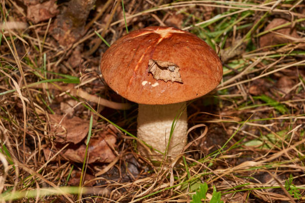istock A walk in the forest for mushrooms. 1793332117