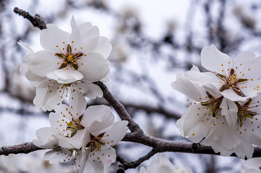 Almond Tree buds