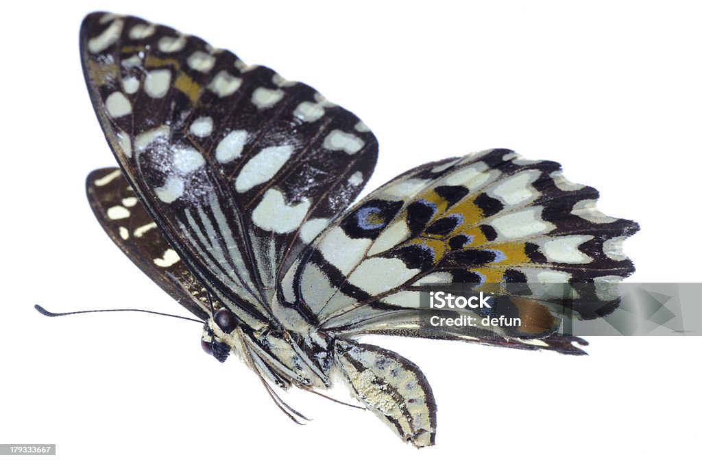 Papilio agrumes citron vert papillon volant - Photo de Aile d'animal libre de droits