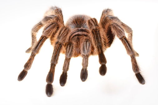 Pseudeuophrys erratica Jumping Spider. Digitally Enhanced Photograph.