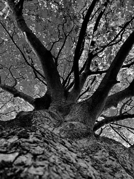 Low angle view of an old Oak tree