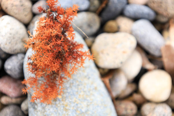 Colorful seaweed on gray boulder on the shore
