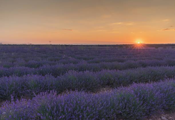 istock Spectacular sunset in Brihuega amidst lavender fields in July, Spain. 1793349872