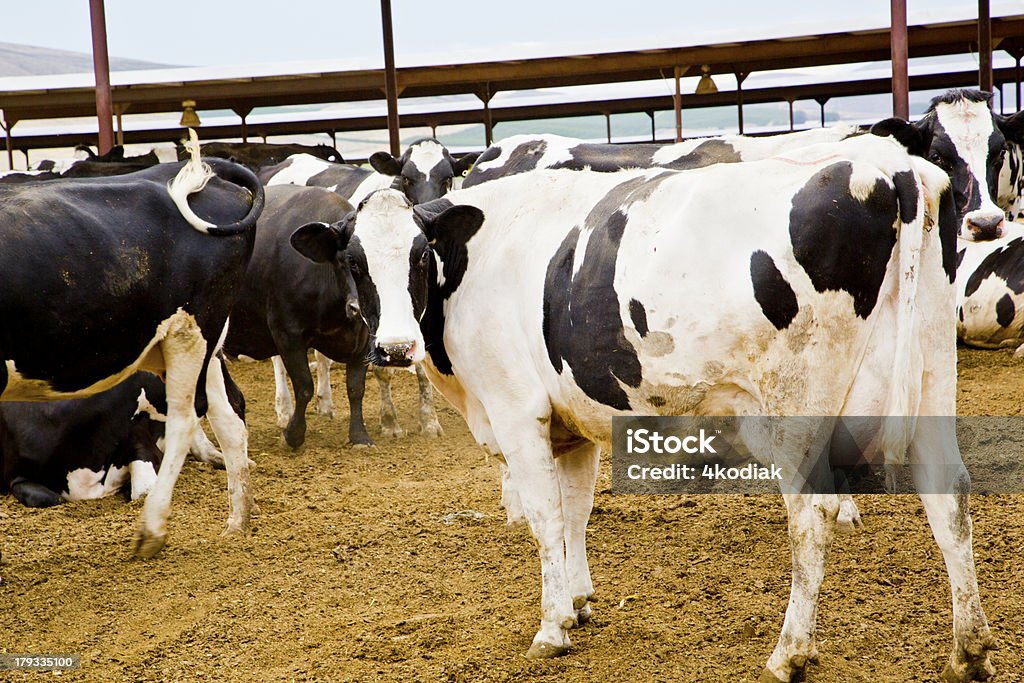 Vaches laitières - Photo de Agriculture libre de droits