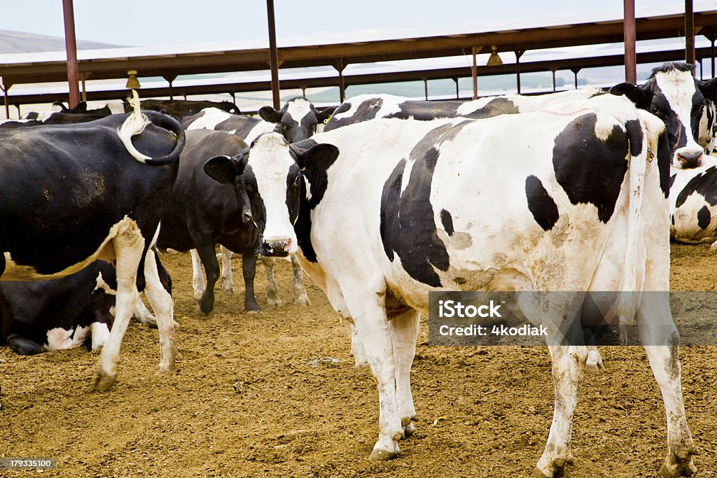 Vacas leiteiras - Foto de stock de Agricultura royalty-free