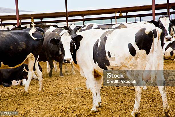 Foto de Vacas Leiteiras e mais fotos de stock de Agricultura - Agricultura, Alimentação Saudável, Animal