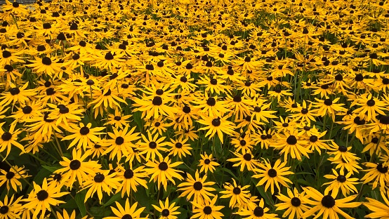 Image of yellow flowering Black-Eyed Susan flowers in a park in Glasgow Scotland UK